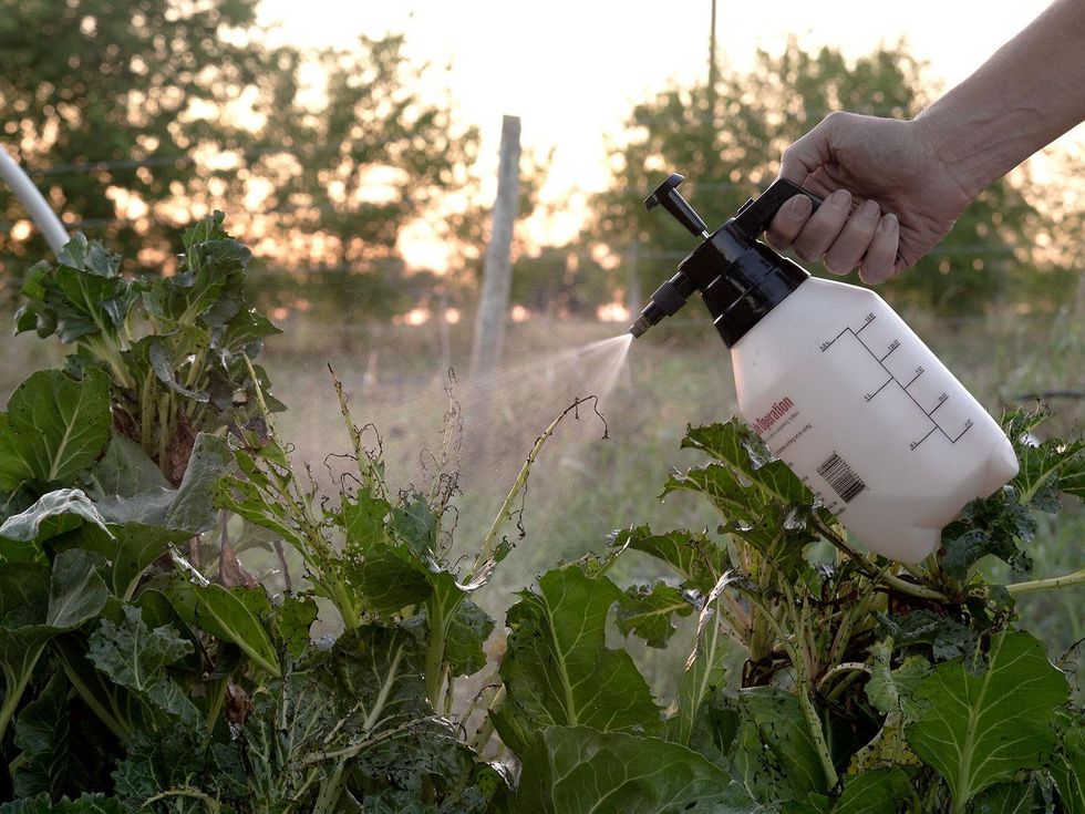 Swiss chard being sprayed for pests.
