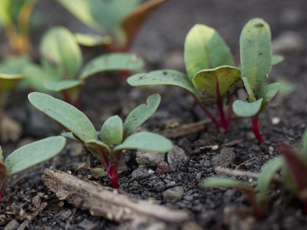Swiss chard sprouts