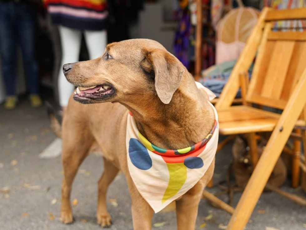 SXSW Street Style 2018 Dog ELOI Scarf