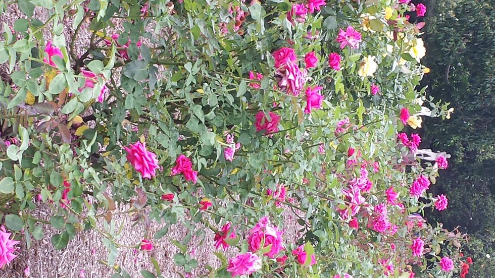 Sydney Botanic Gardens