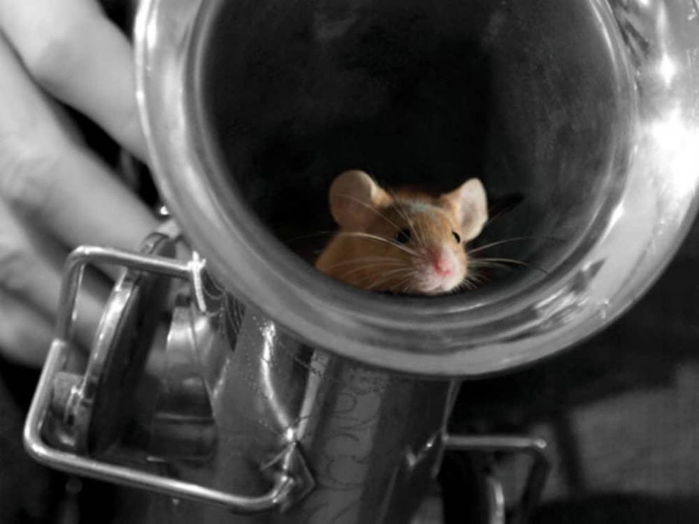 Tapestry Dance Company - Of Mice and Music A - December 2014