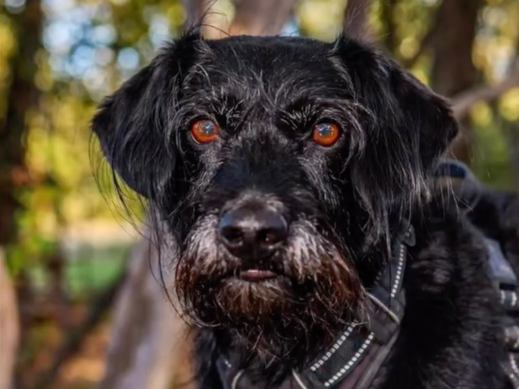 Taylor Hannan's lost dog Noodles