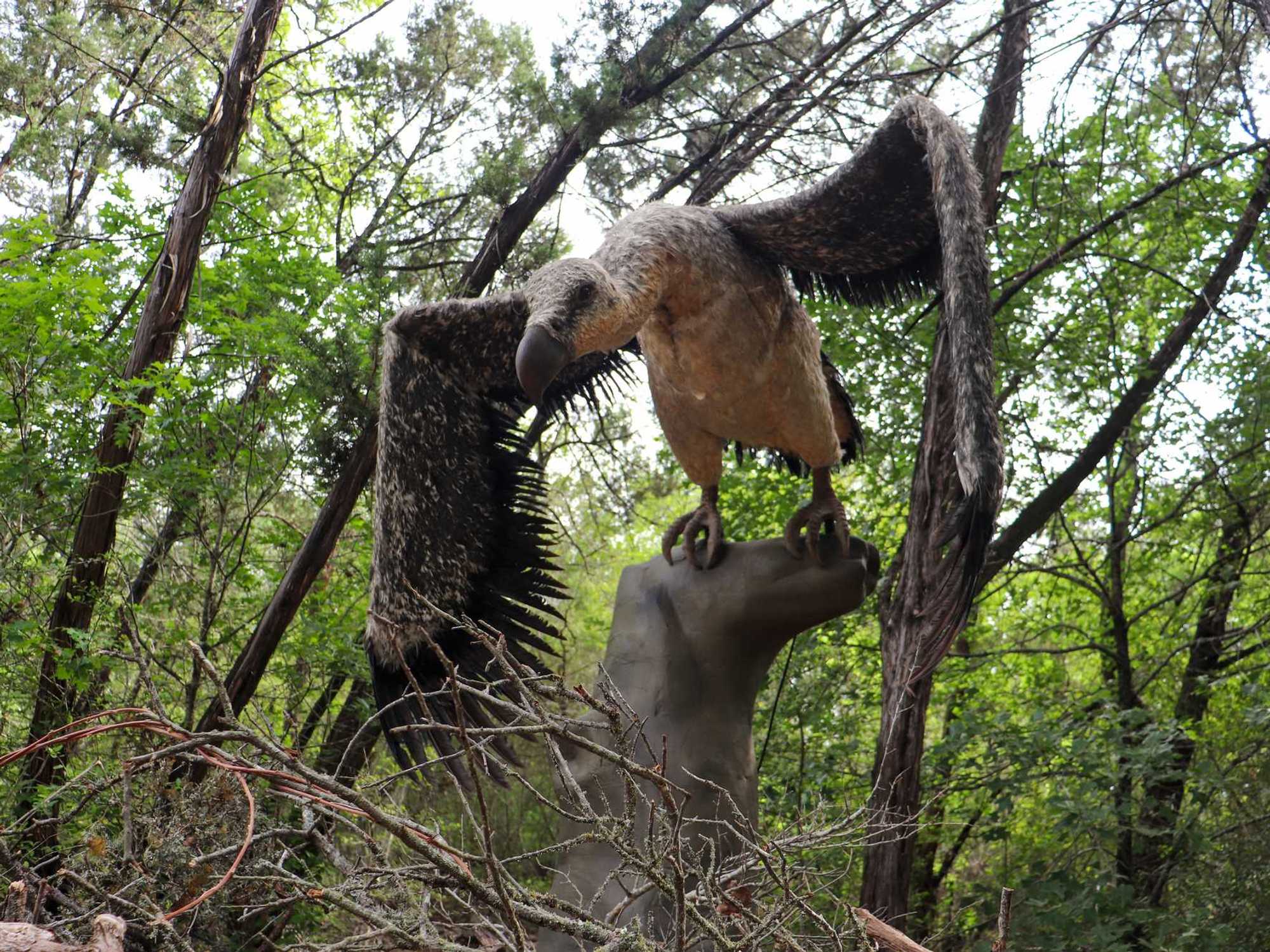 Teratornis at Lady Bird Johnson Wildflower Center's Ice Age exhibit
