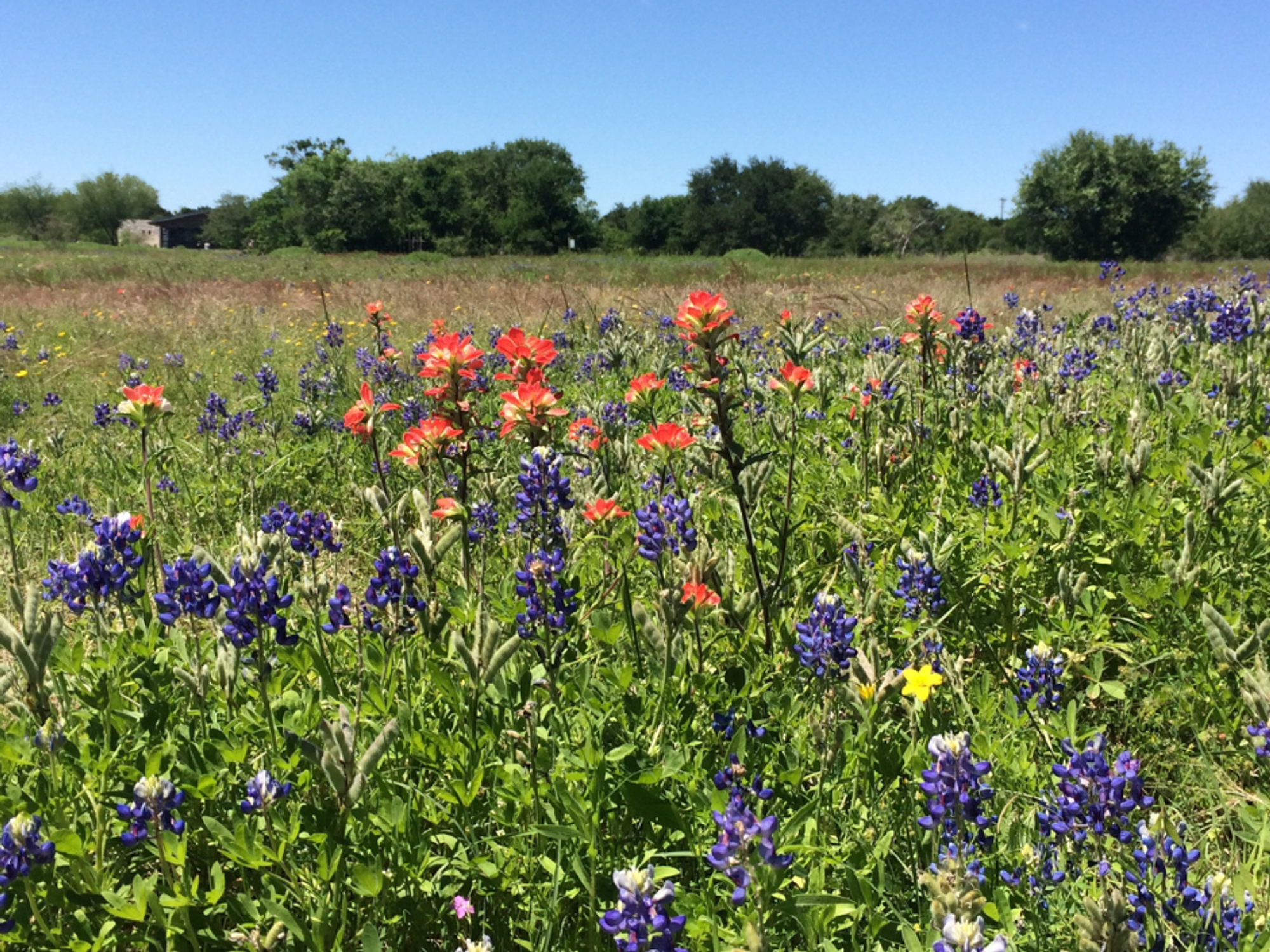 Austin wildflower experts share complex forecast for 2025 Texas blooms