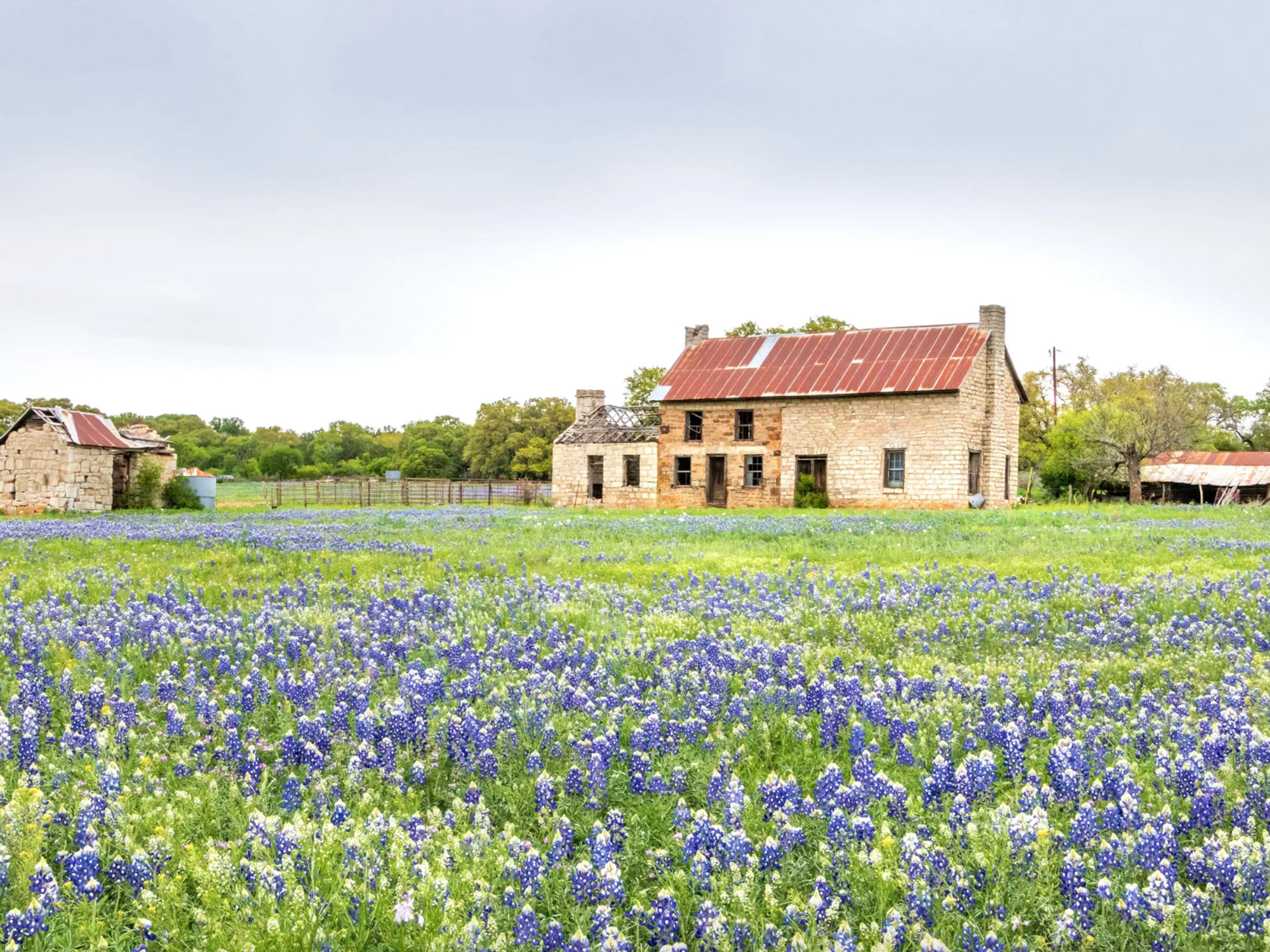 Texas Hill Country Burnet bluebonnets