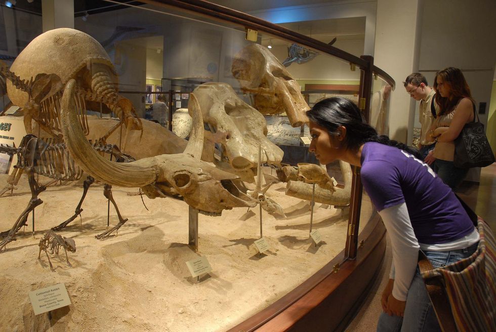 Texas Memorial Museum fossils