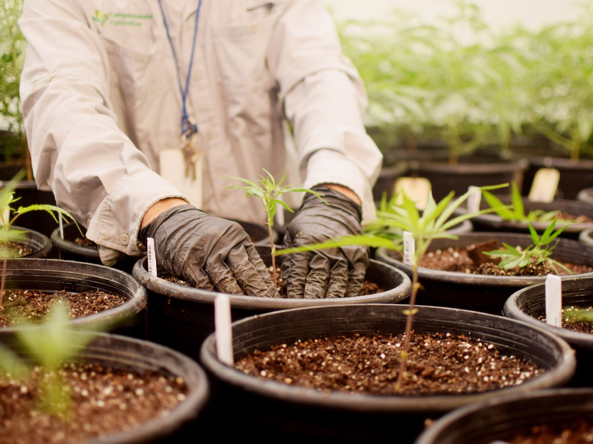 Texas Original medical cannabis