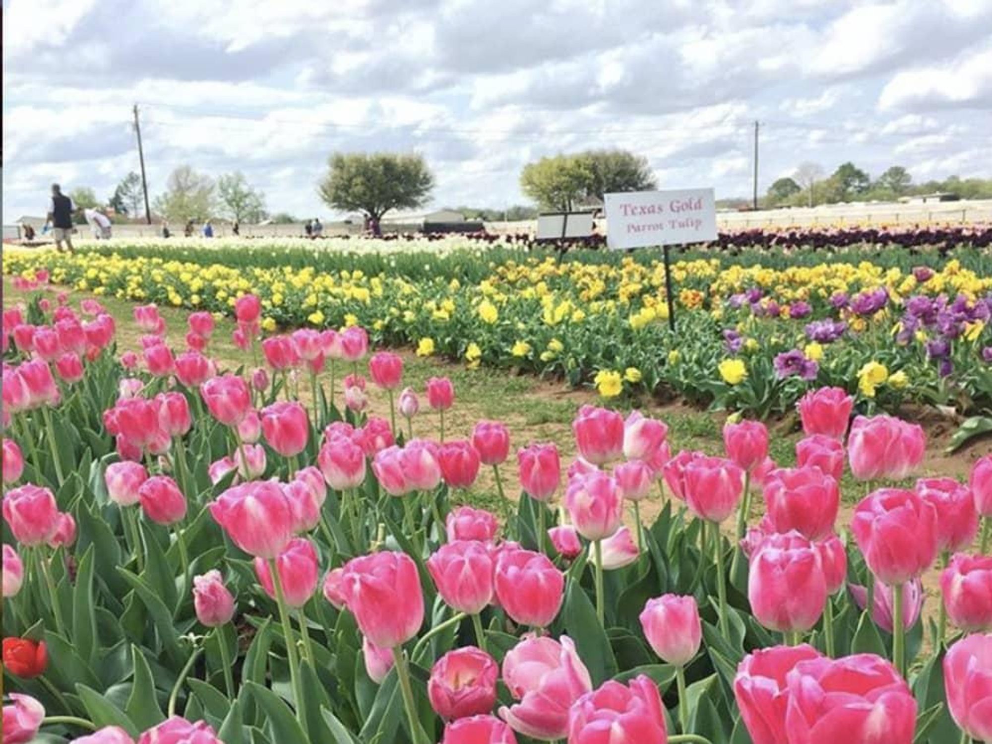 Texas Tulips farm