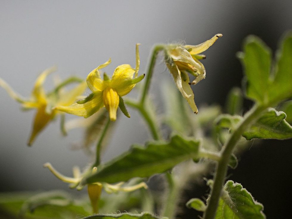 Texas Wild tomato flower