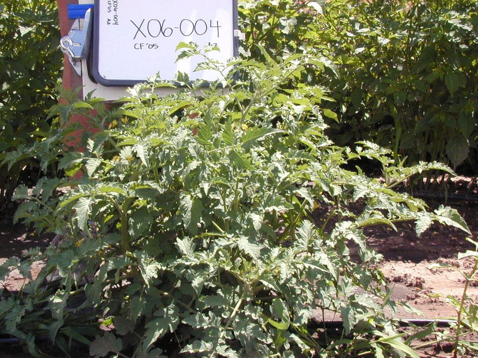 Texas Wild tomato plants growing in garden