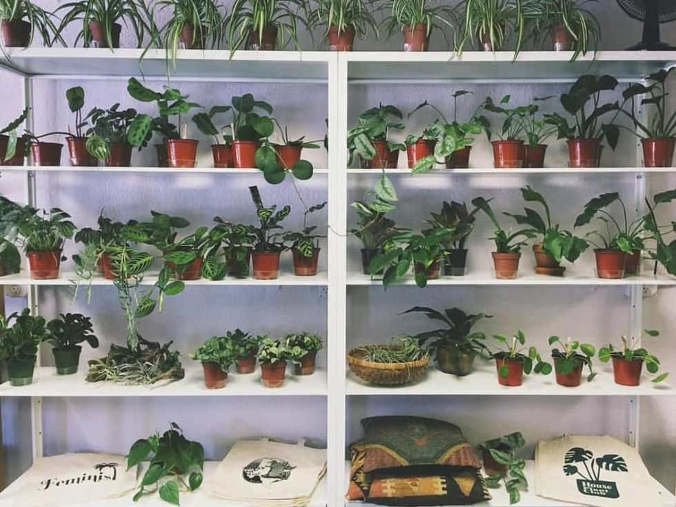 The Fox Den plants houseplants