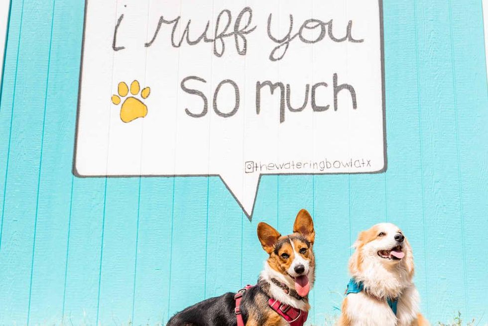 The Watering Bowl ATX