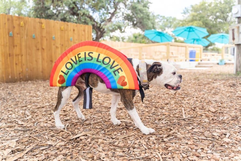 The Watering Bowl ATX
