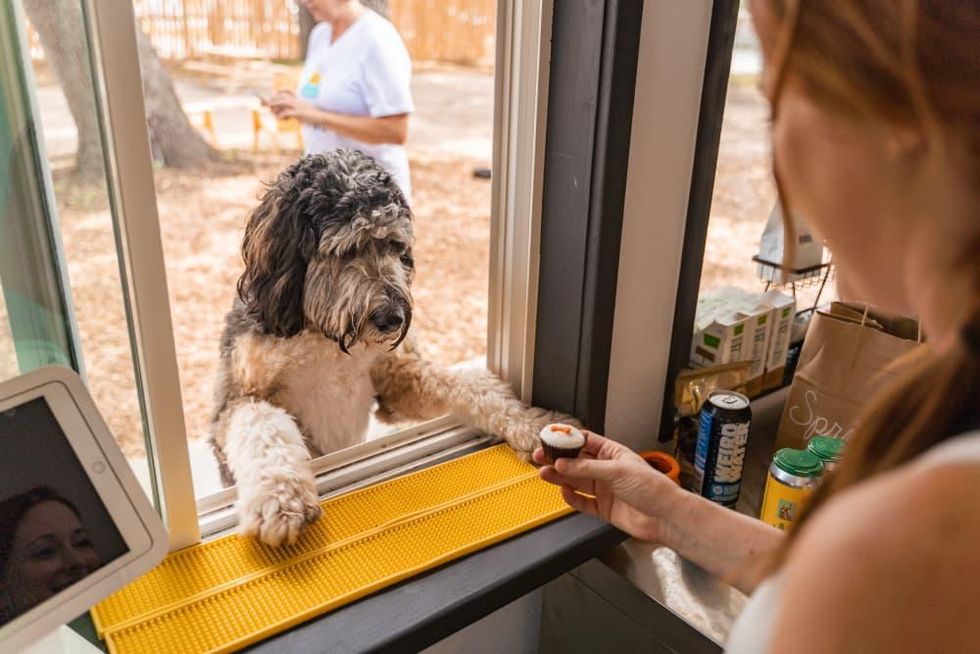 The Watering Bowl ATX