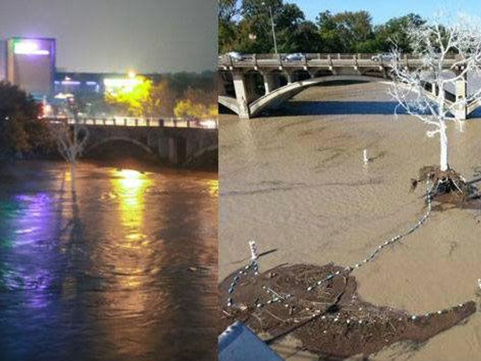 THIRST tree damaged by floods