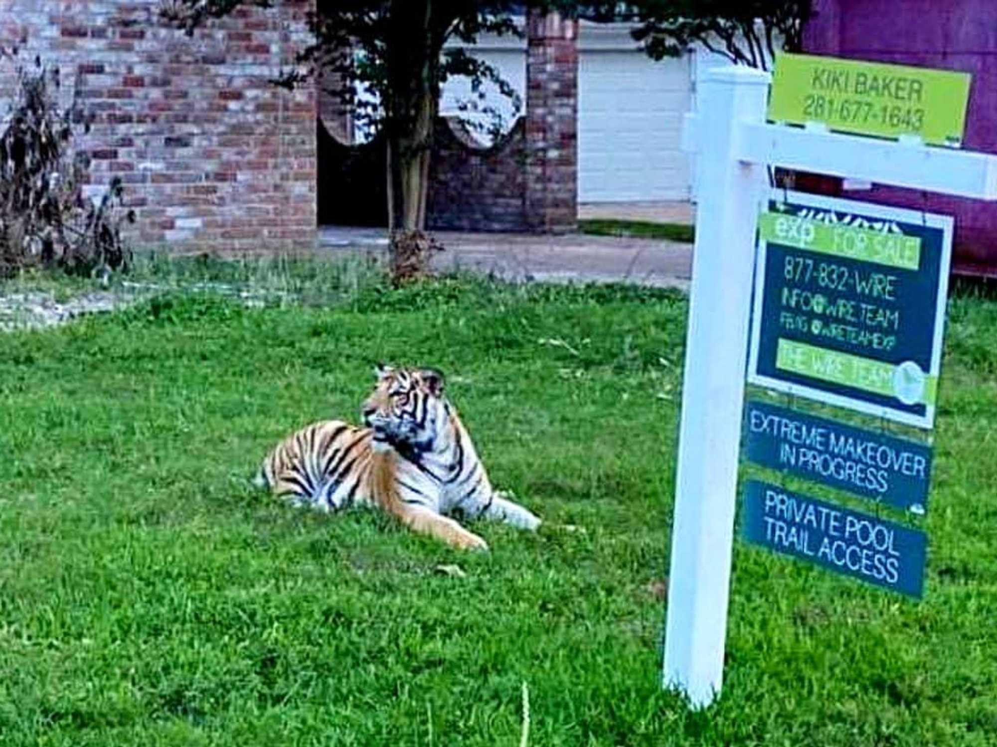 tiger houston neighborhood