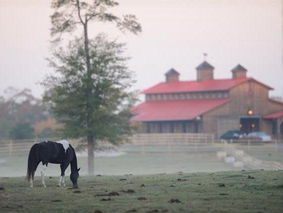 Timber Creek Ranch horse in front of barn