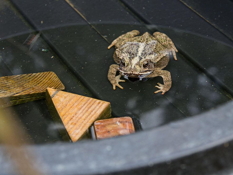 Toad in water.