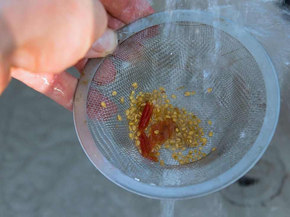 Tomato seed being strained