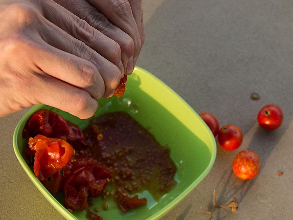 Tomato seeds squeezed from fruit