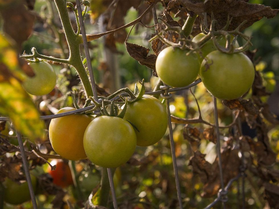 Tomatoes ripening on a dying plant