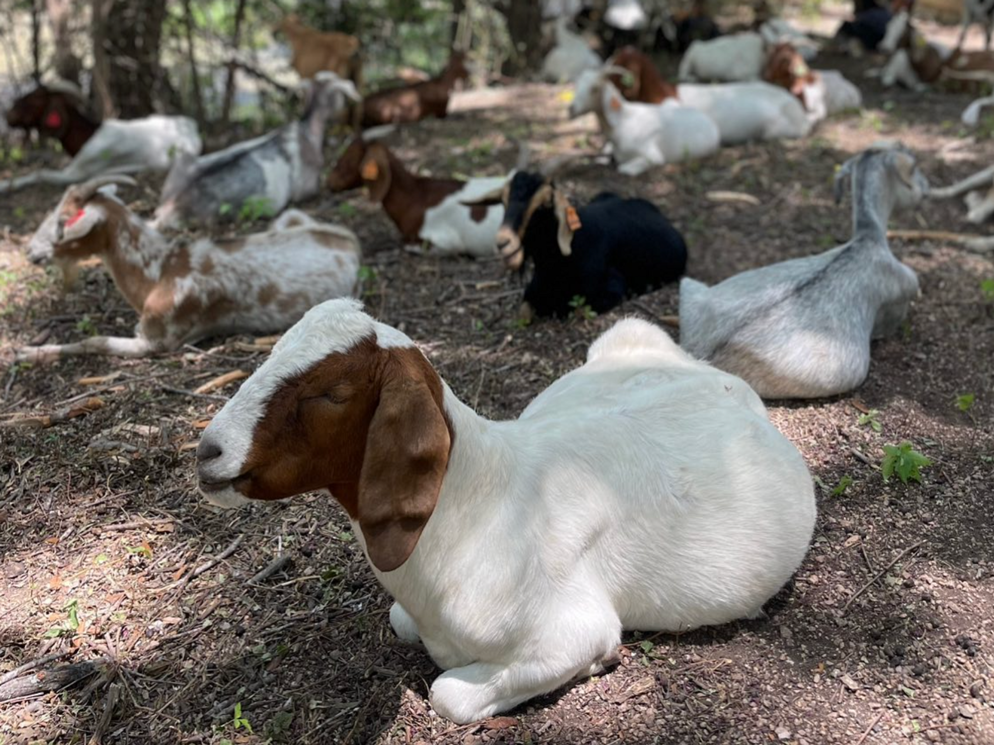 Trail Conservancy Austin goats