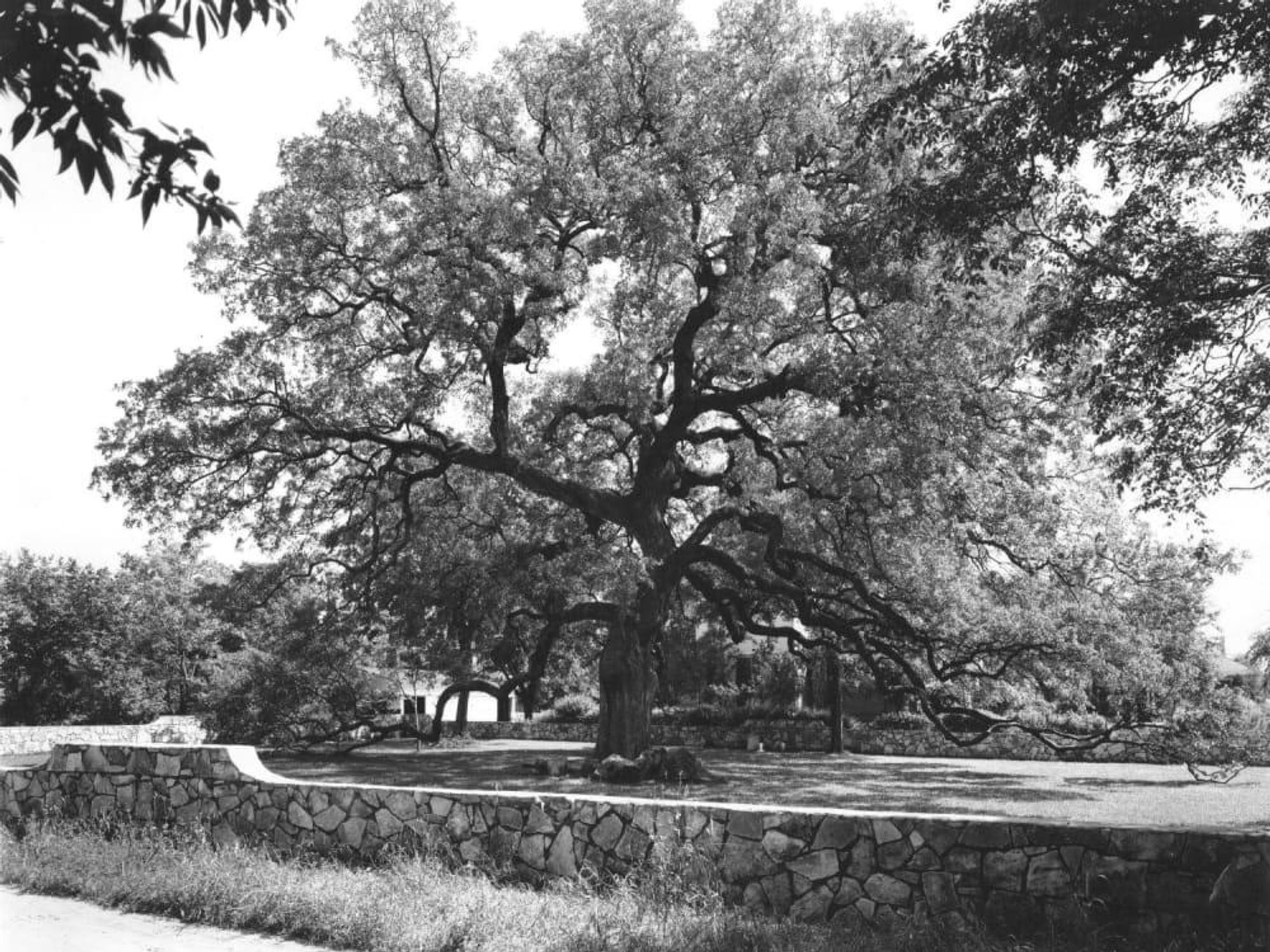 Treaty Oak Austin live oak tree
