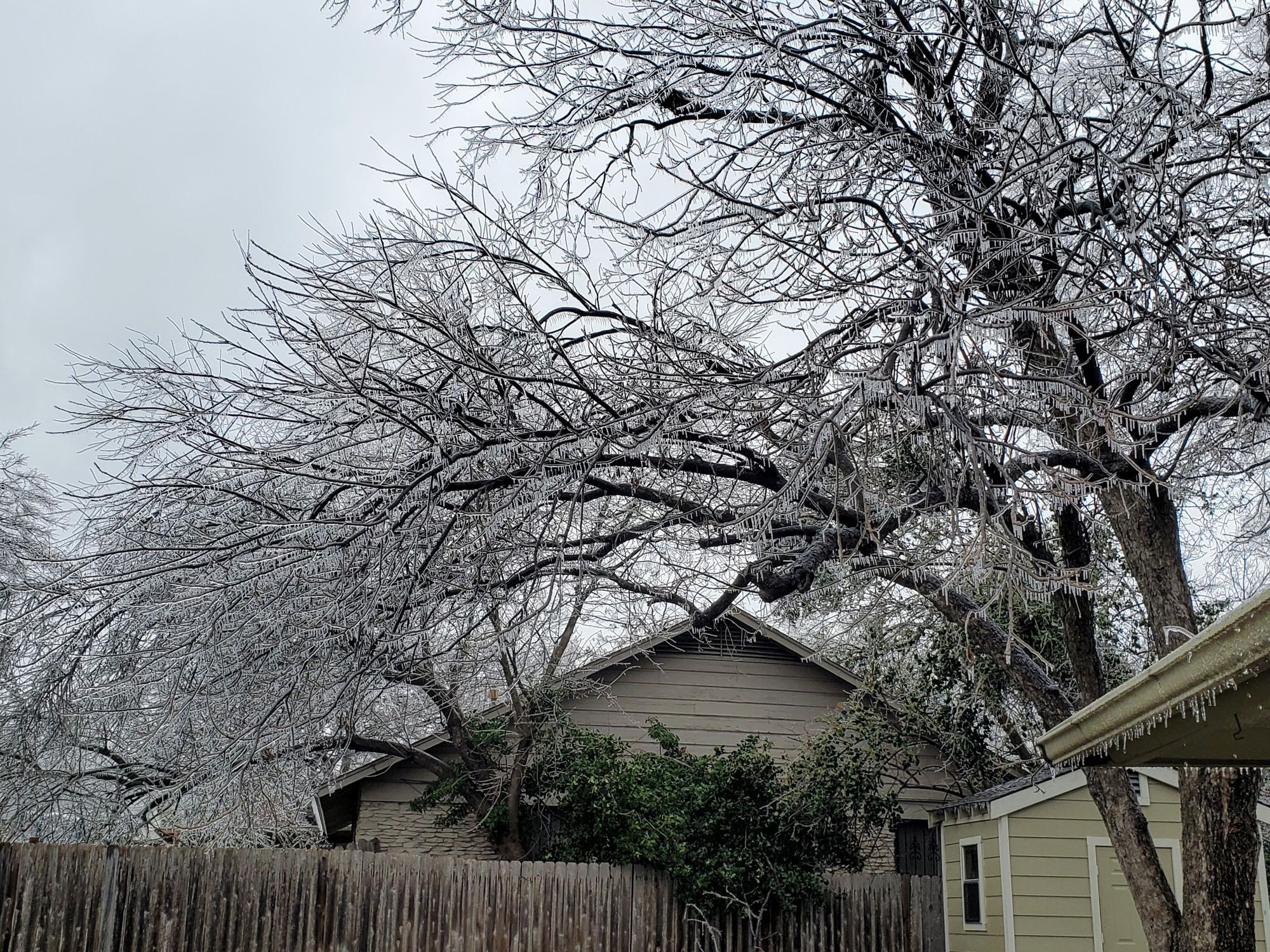 Tree with ice during Winter Storm