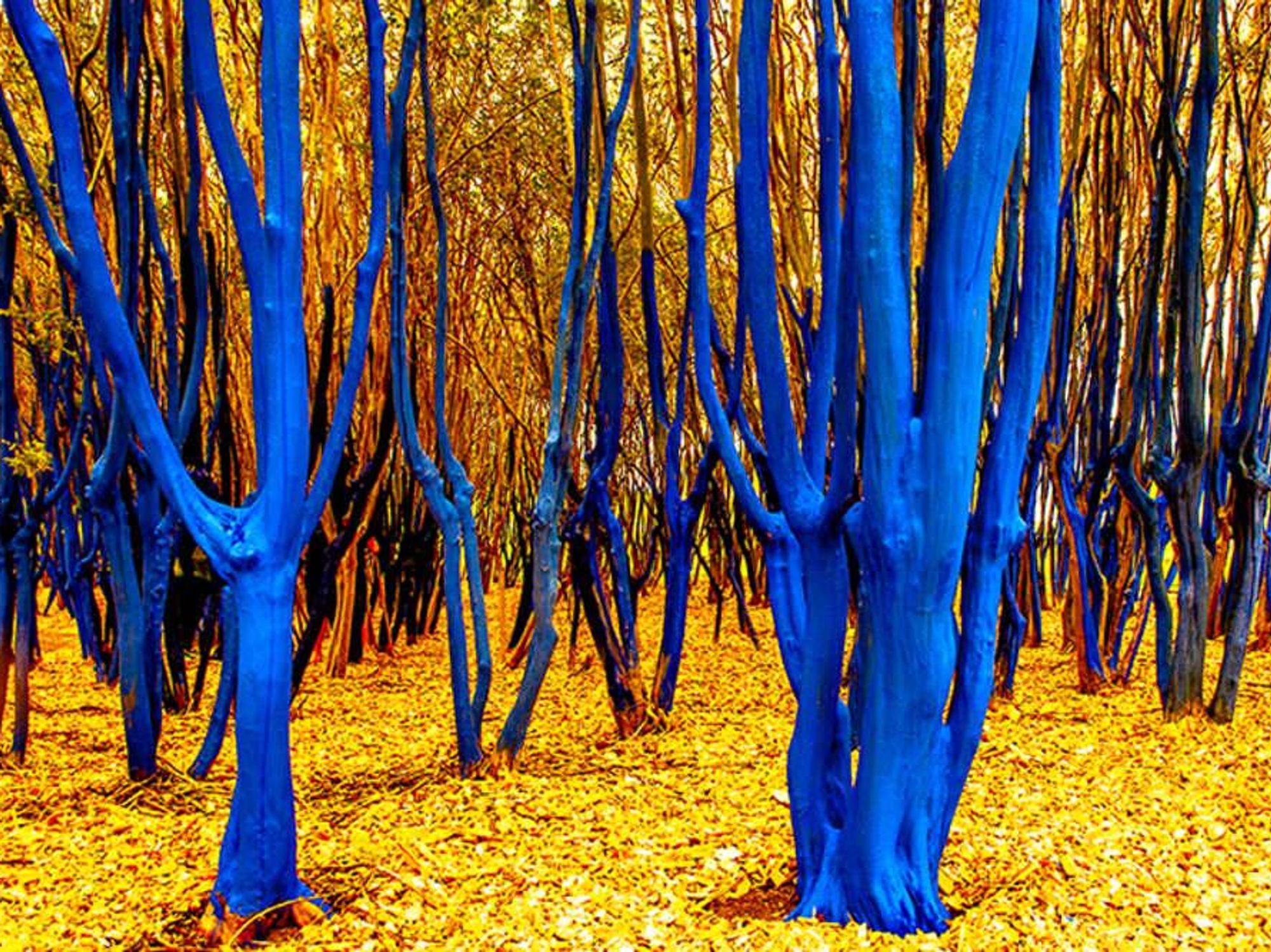Trees with yellow foliage and blue trunks.