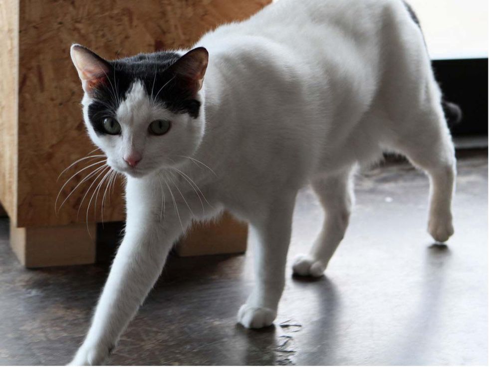 Trooper APA! Pet of Week