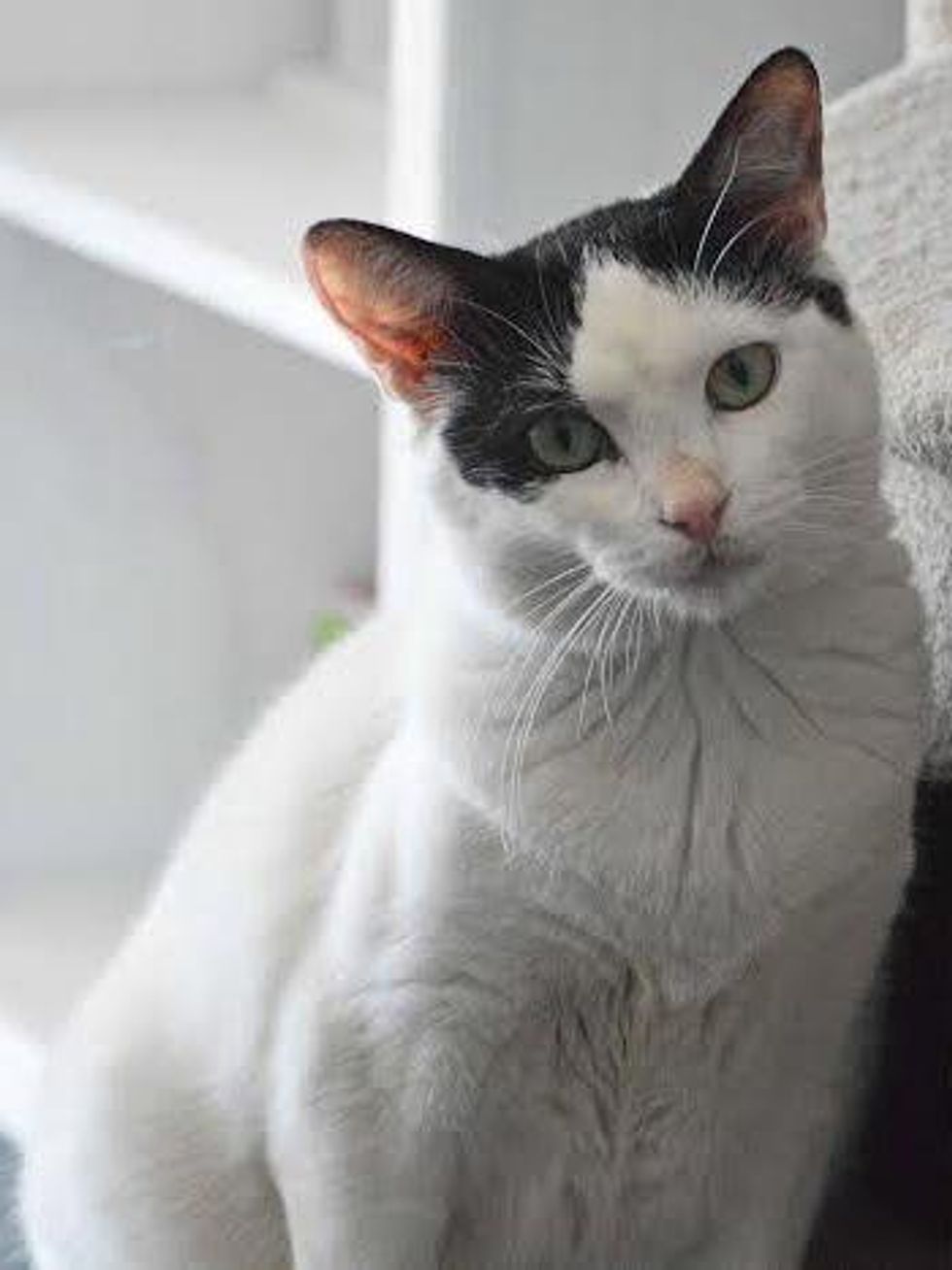 Trooper APA! Pet of Week