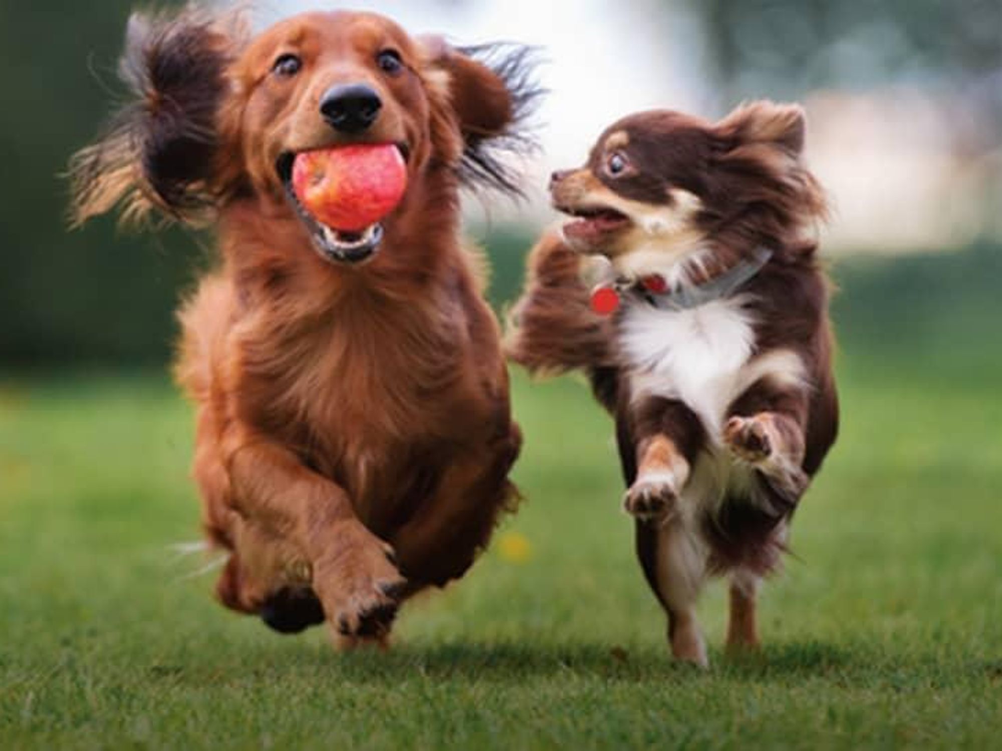 Two dogs running in a park