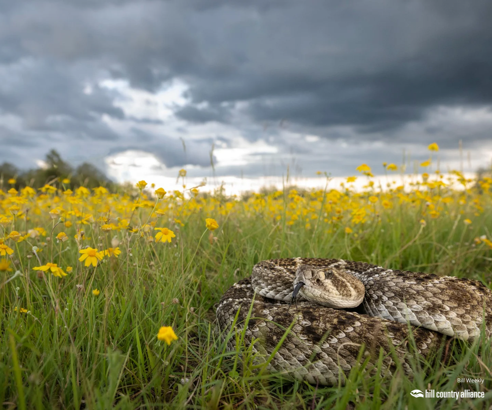 \u201cDanger in the Wildflowers\u201d by Bill Weekley