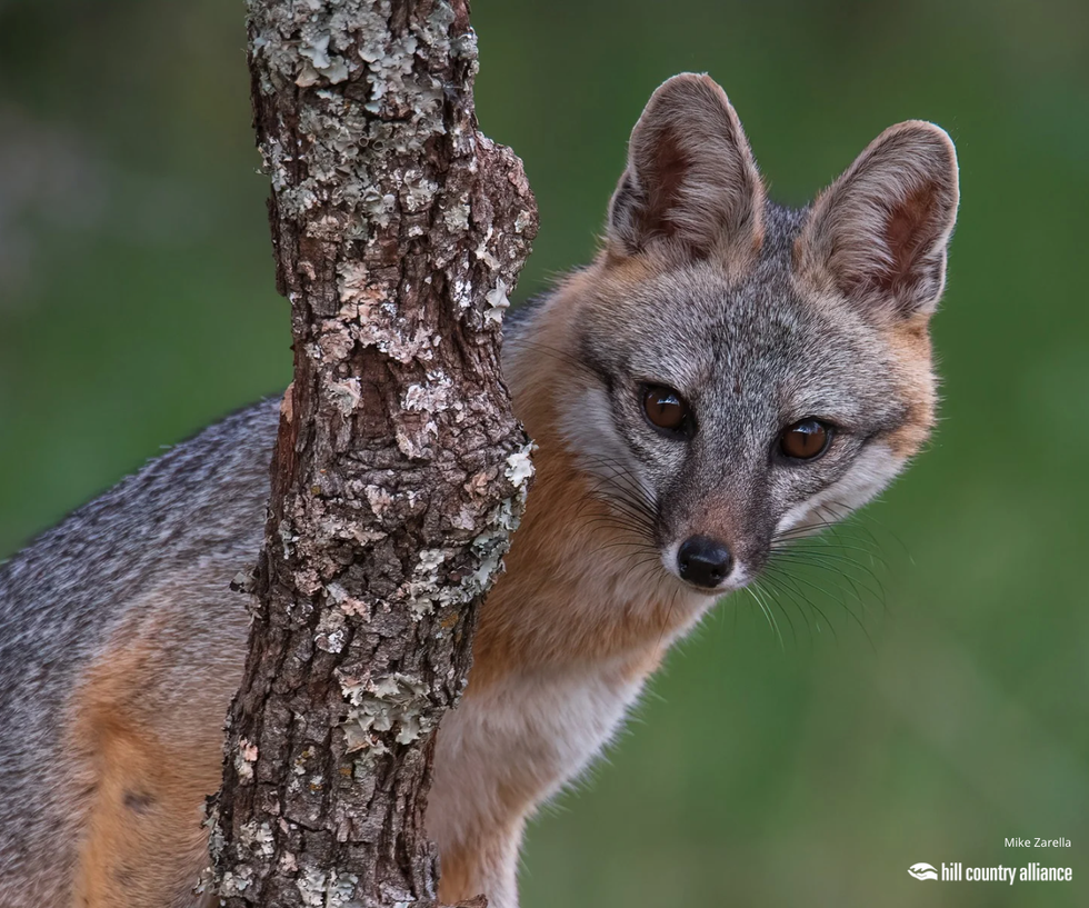 \u201cGray Fox up a Tree" by Mike Zarella