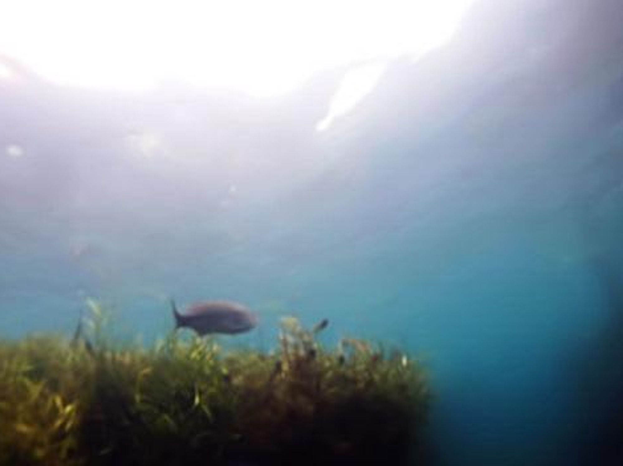 Underwater view of Barton Springs courtesy of Submerged