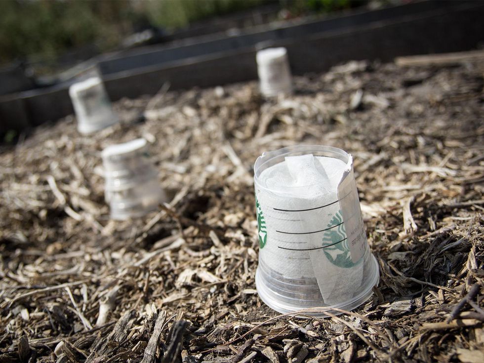 Upcycled cups protecting seedlings