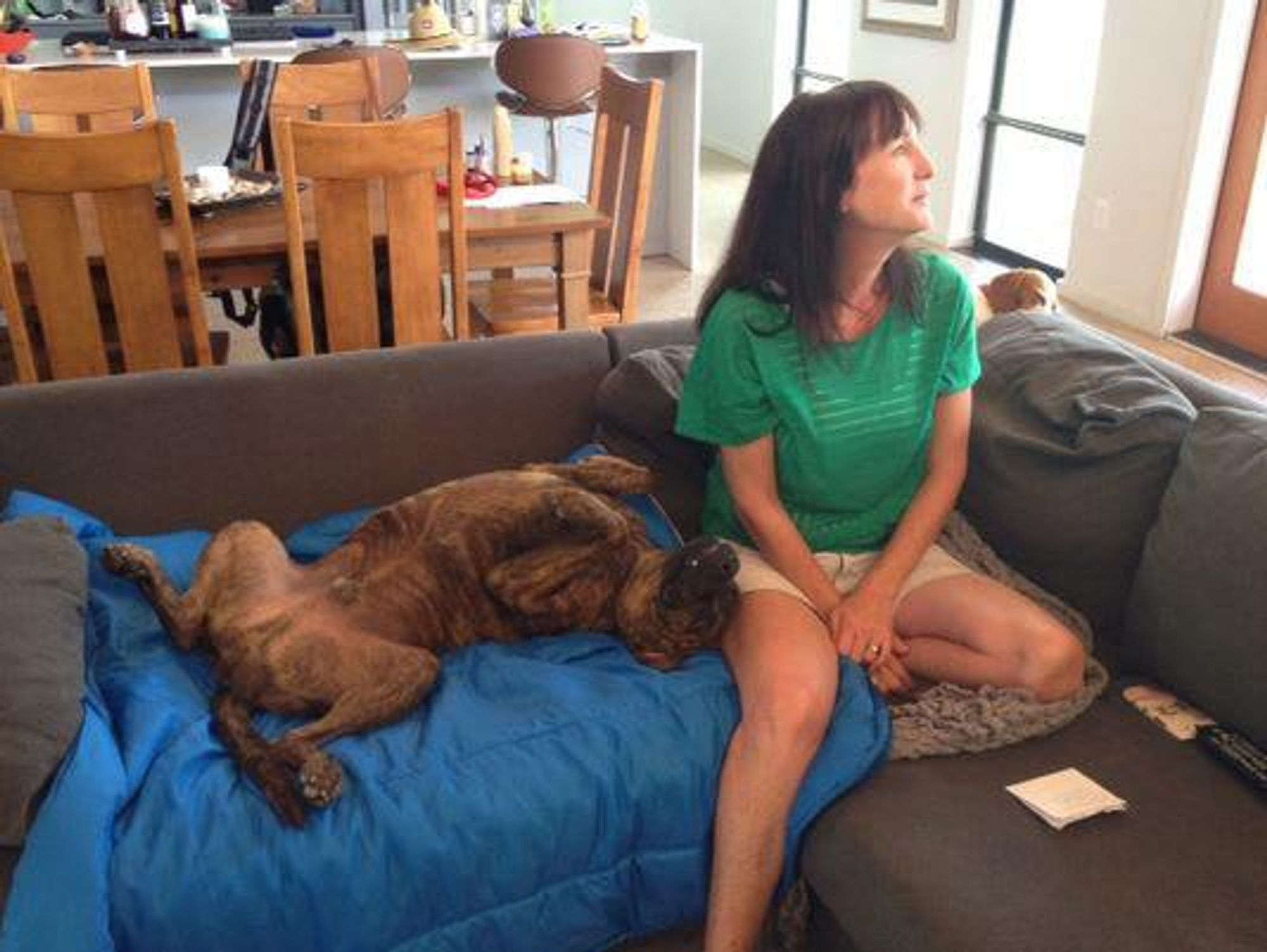 UPS Driver Cut Dog Austin