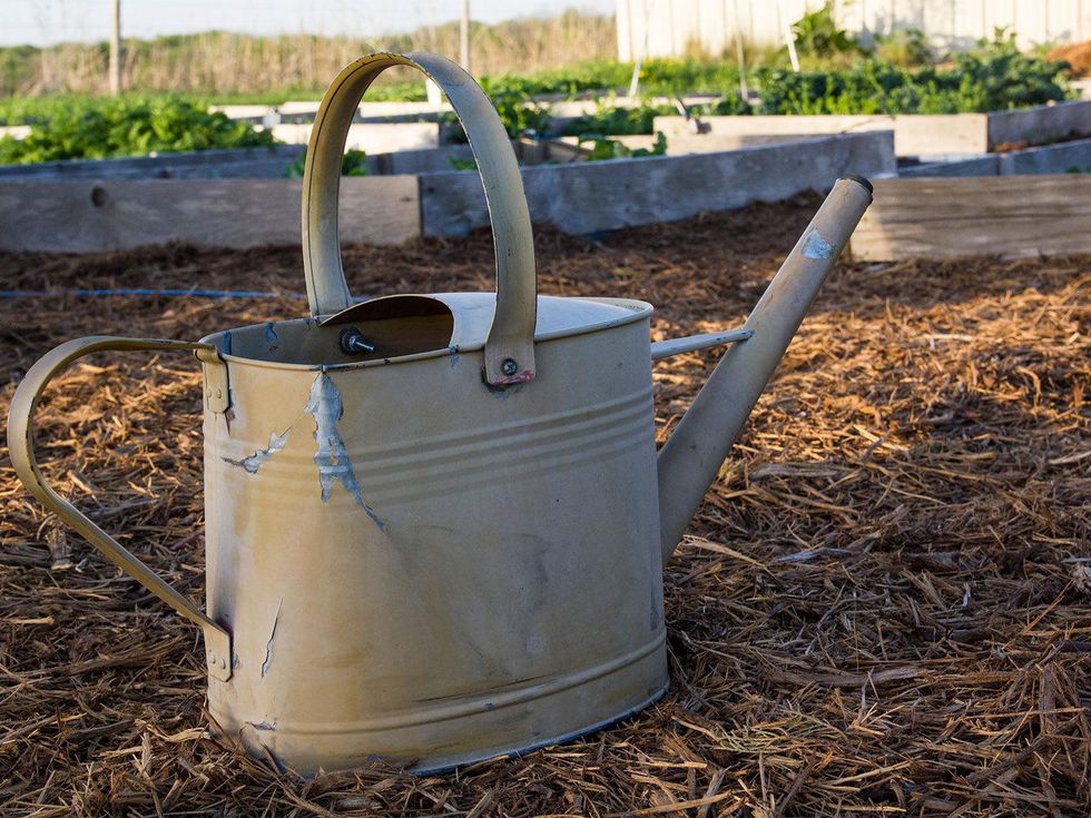 Watering can with garden mulch