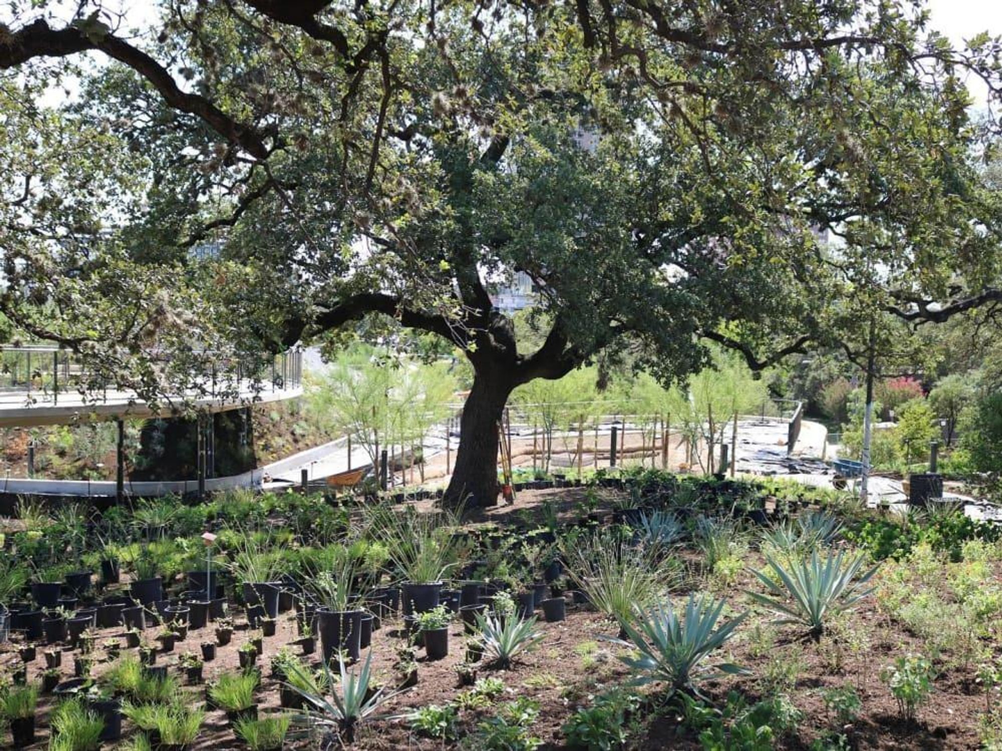 Waterloo Greenway Park planting