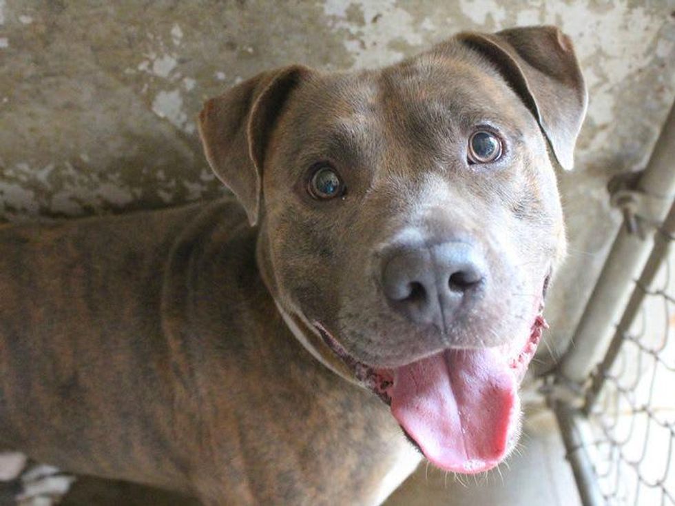 Austin Pets Alive! fetches the win in our CultureMap Charity Challenge