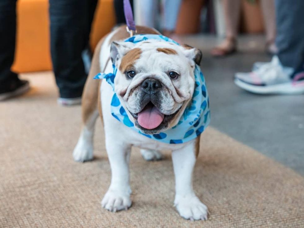 We Work Barton Springs Event Bulldog Stella Rose