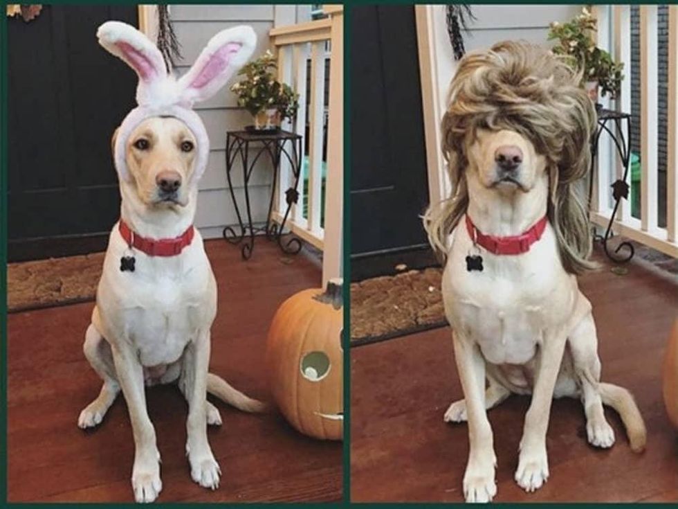 Werewolf Costume Ball