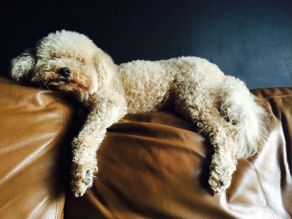 What's the Story Steve poodle