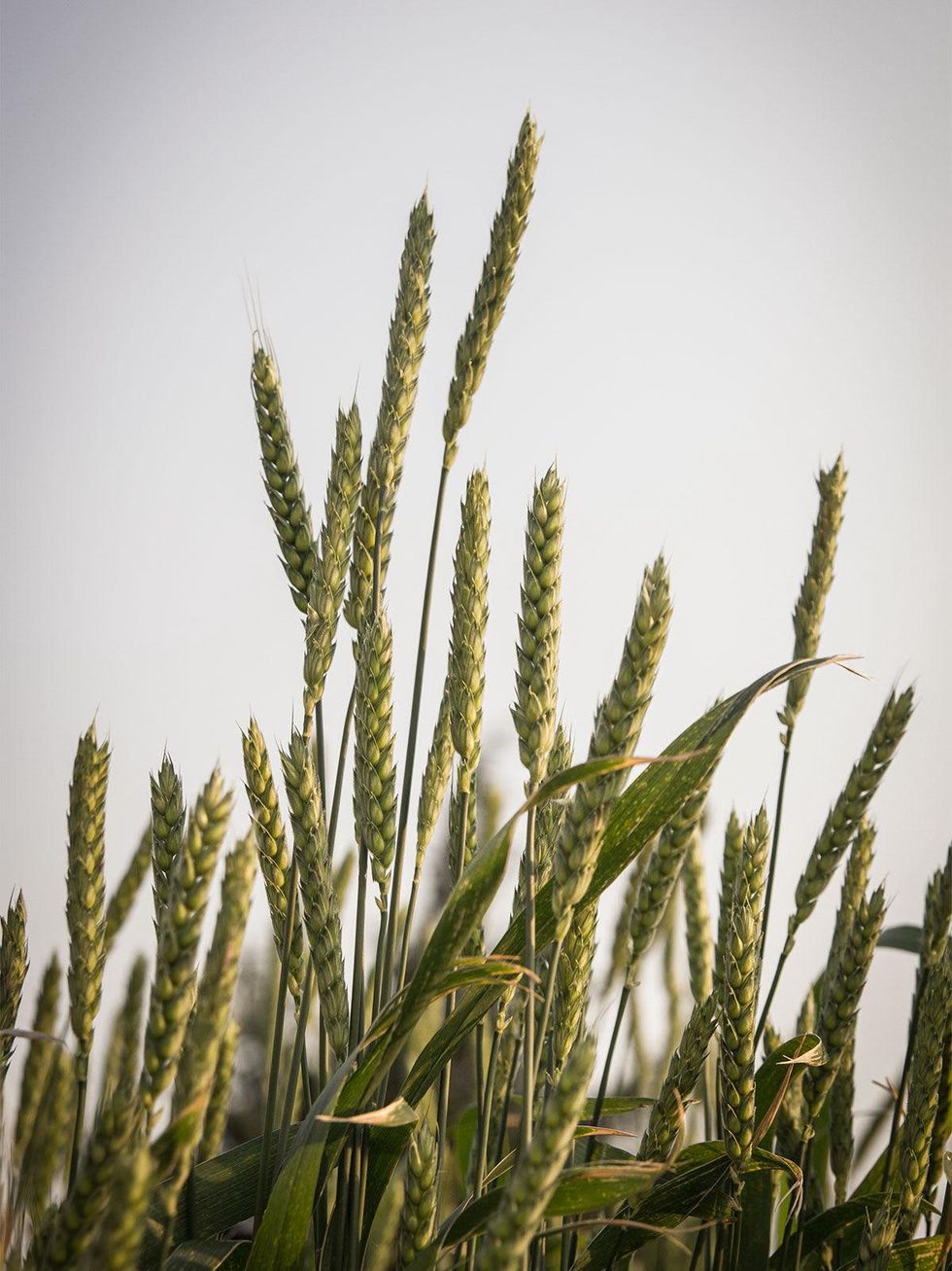 Wheat grows on a North Texas farm.