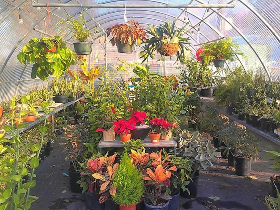 Where to Shop in February Austin Tillery Street Plant Company