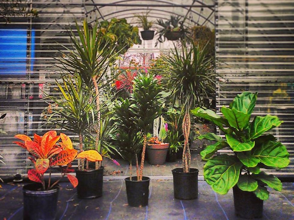 Where to Shop in February Austin Tillery Street Plant Company