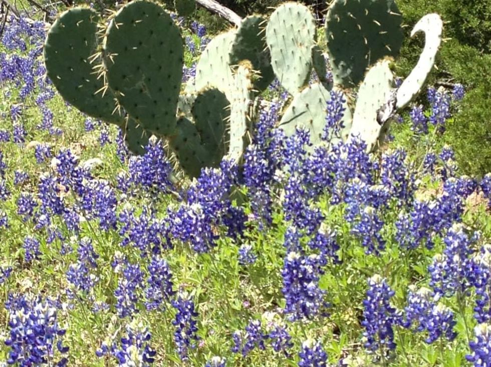 Wildflowers Willow Loop