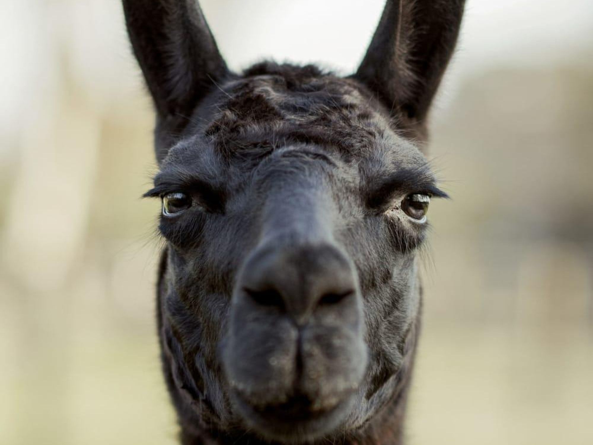 Winter the covid 19 llama