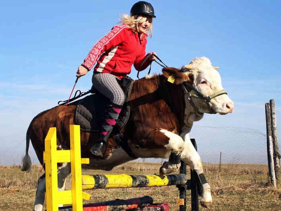 Woman rides jumping cow