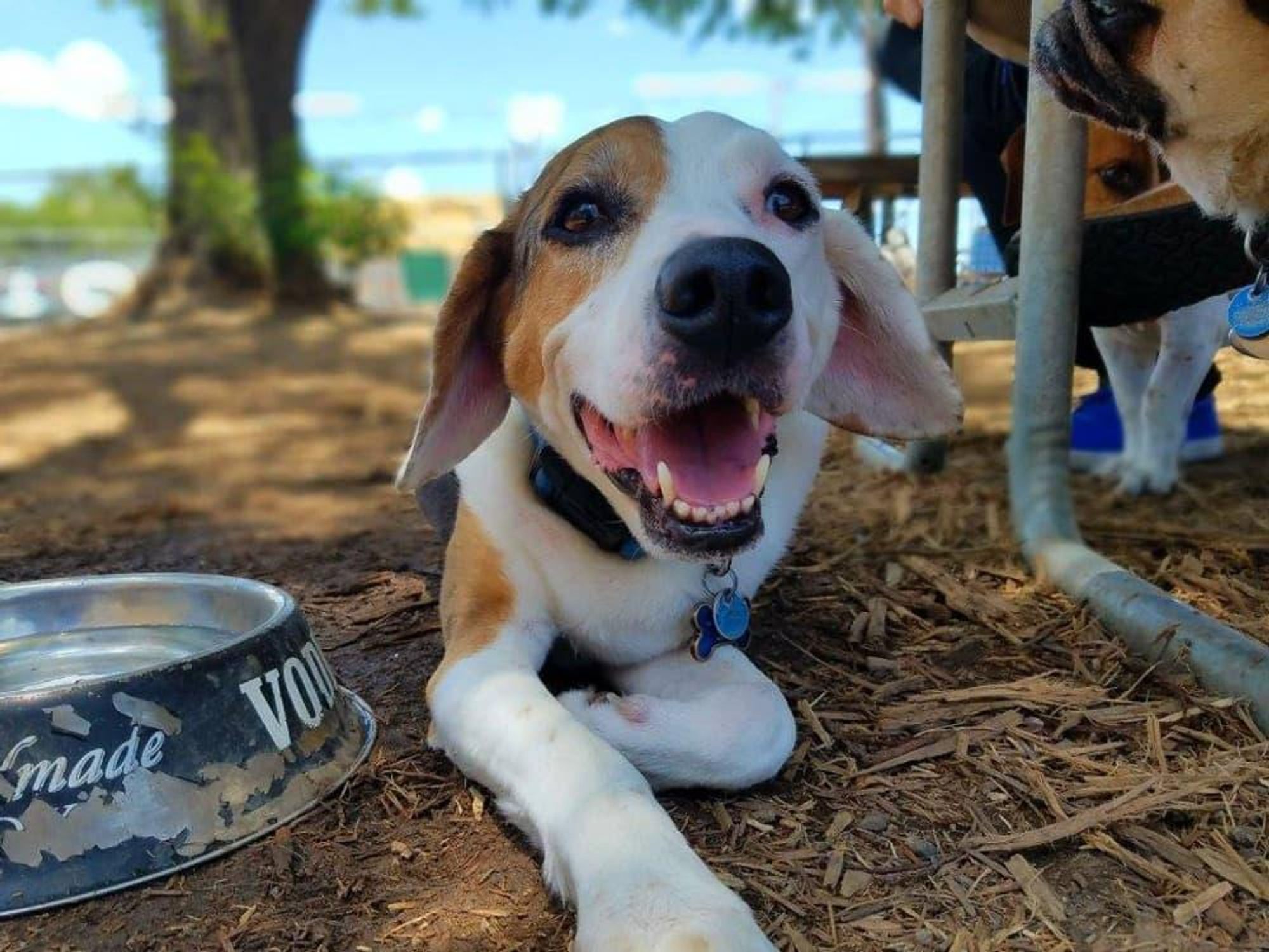 Yard Bar Austin patio dog puppy